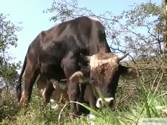 An uncommon video of a wench jerking off a bull